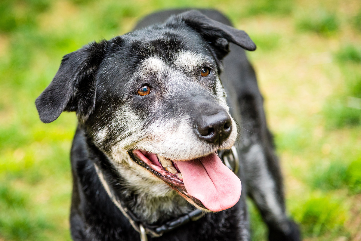 Portrait of a happy old dog at the dog park.