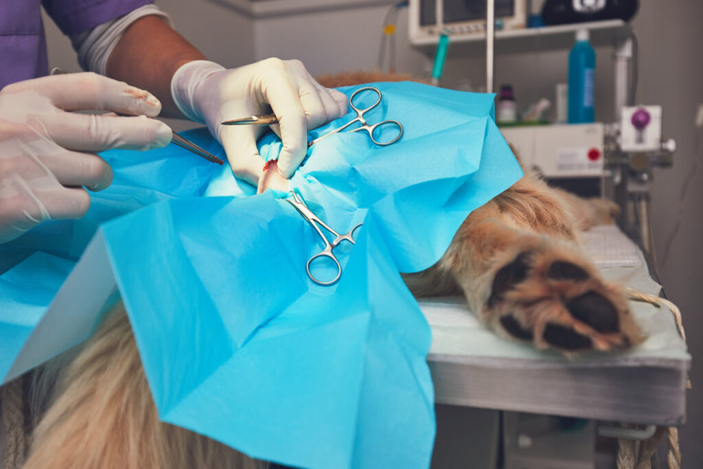 Dog in the animal hospital. Veterinarian during surgery of the golden retriever.