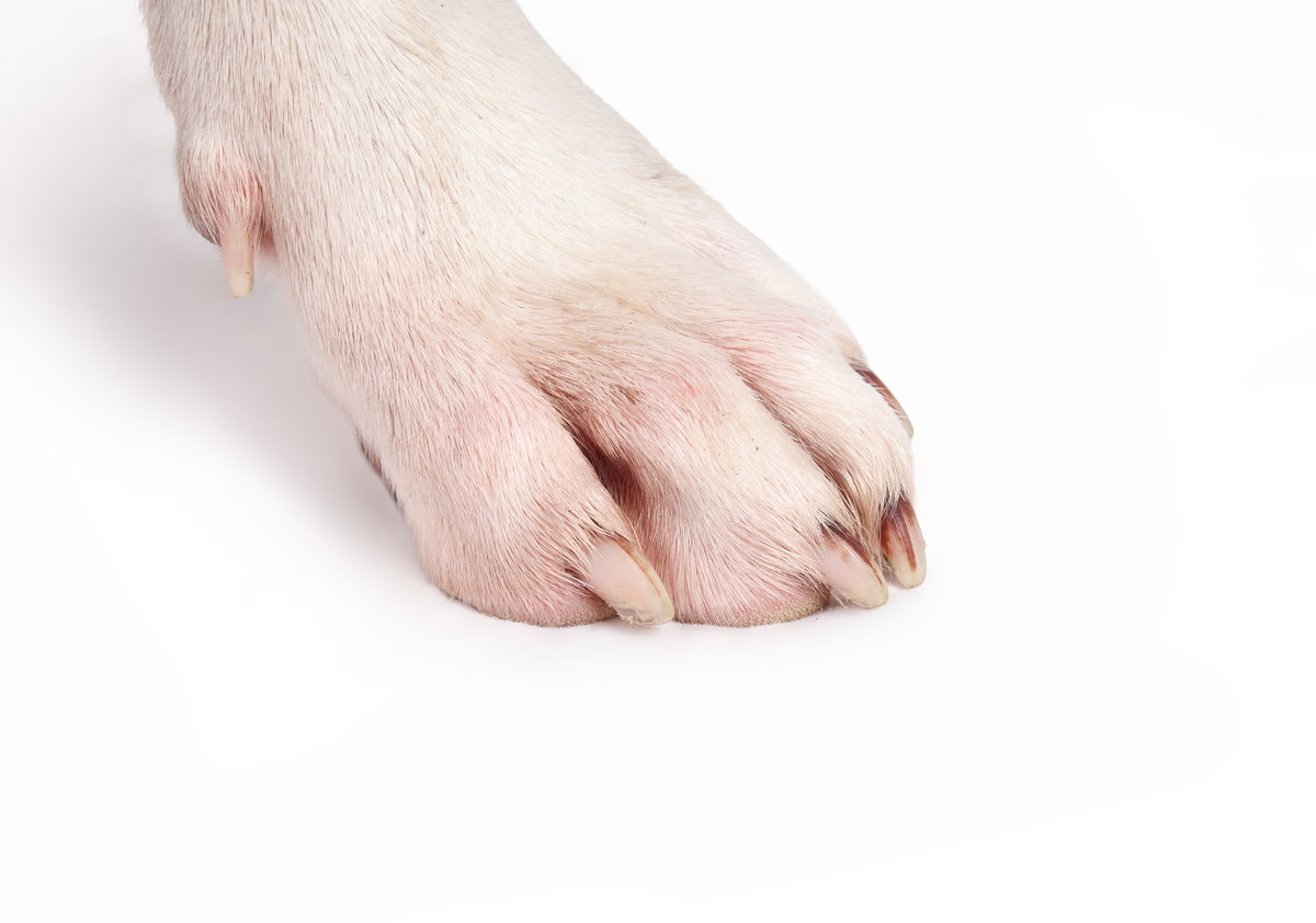 Dog paw with red fur from licking. Close up of white dog paw with discolored pinkish fur and brown nails. Possible overgrooming, allergies, yeast or pododermatitis. Female Pitbull. Selective focus.