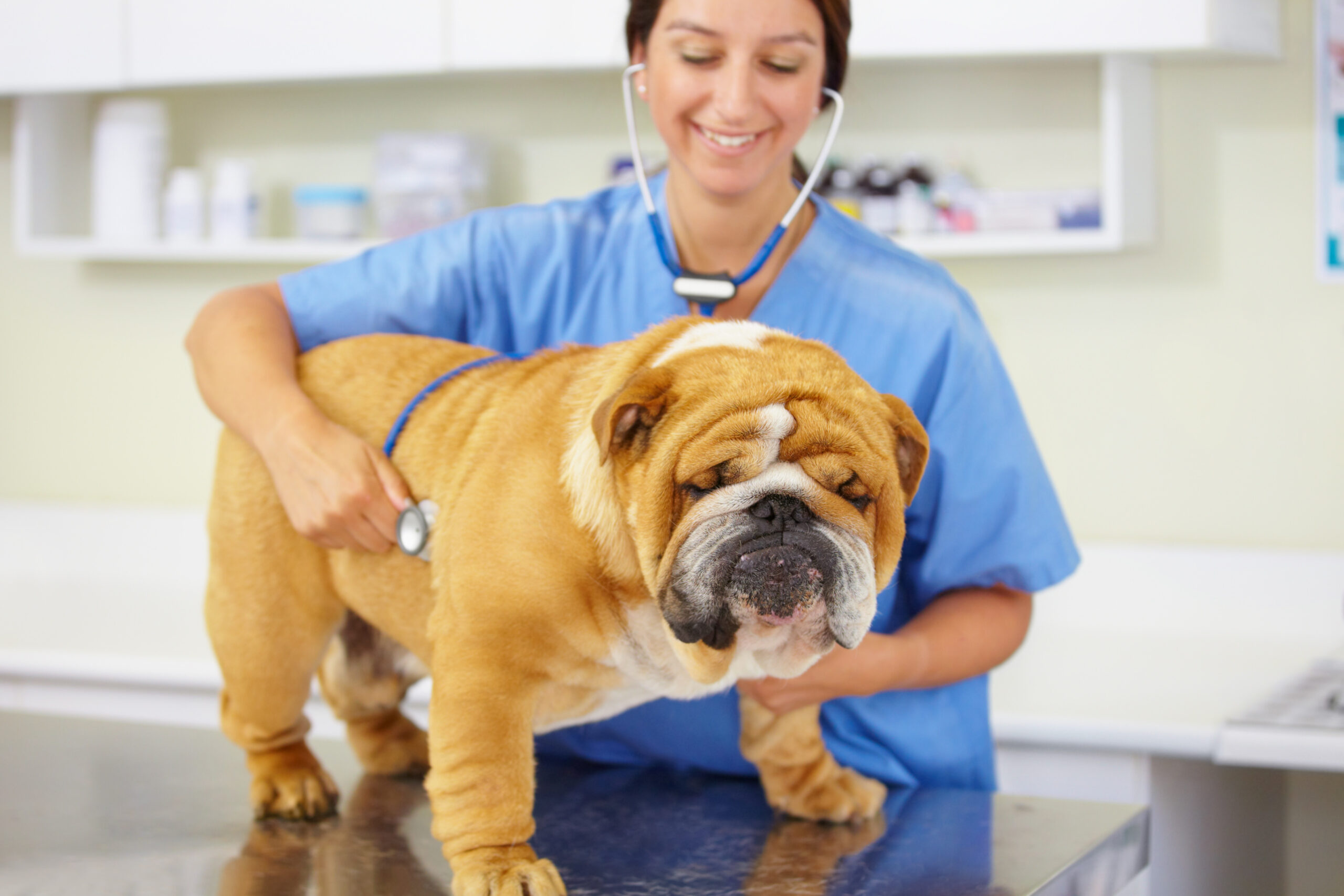 Heartbeat, happy doctor or dog at vet or animal healthcare clinic check up in nursing consultation. Smile, friendly nurse or sick bulldog pet or puppy in examination or medical test for veterinary.