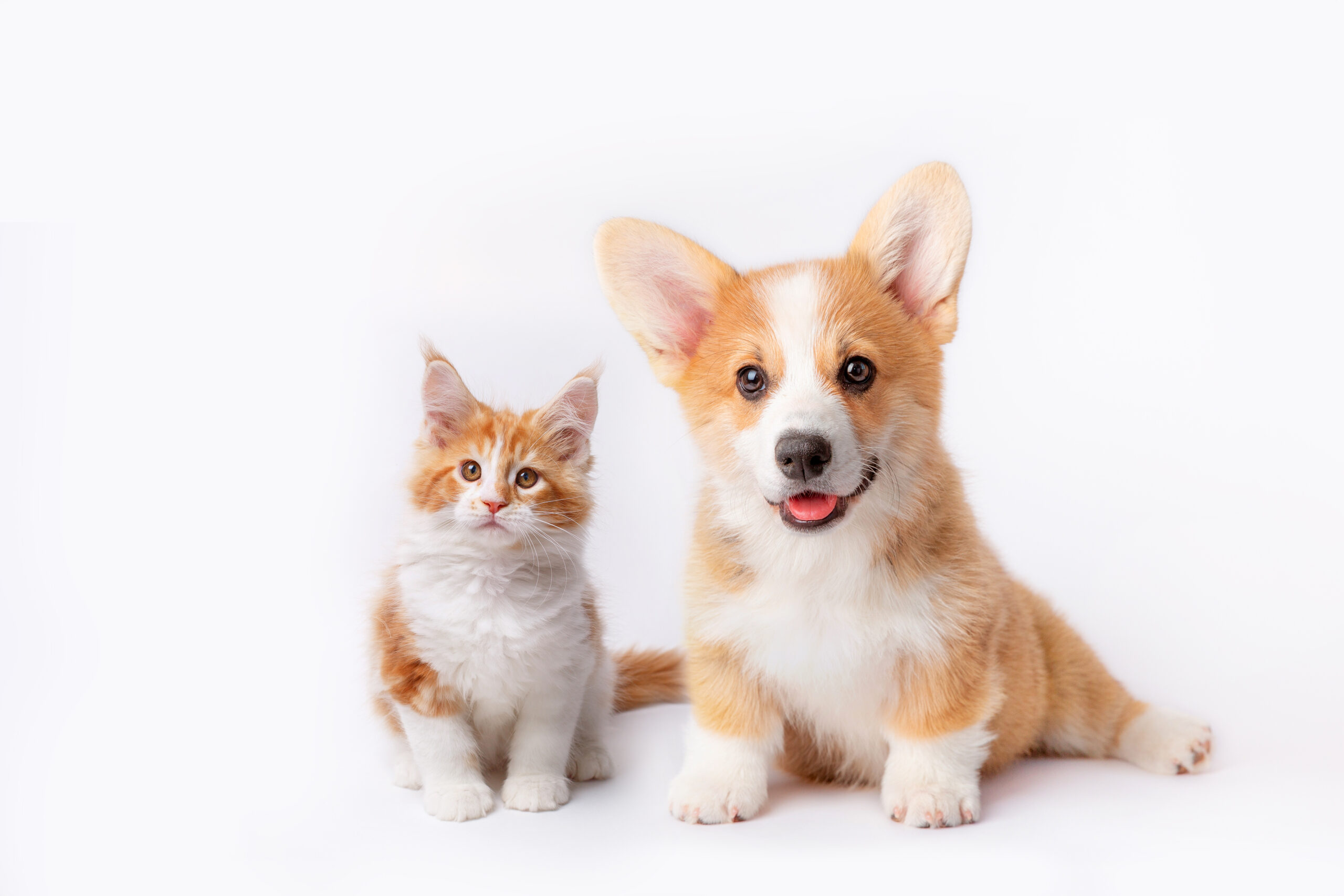 Cute Welsh corgi puppy and a red kitten sit together on a white background. isolated on a white background