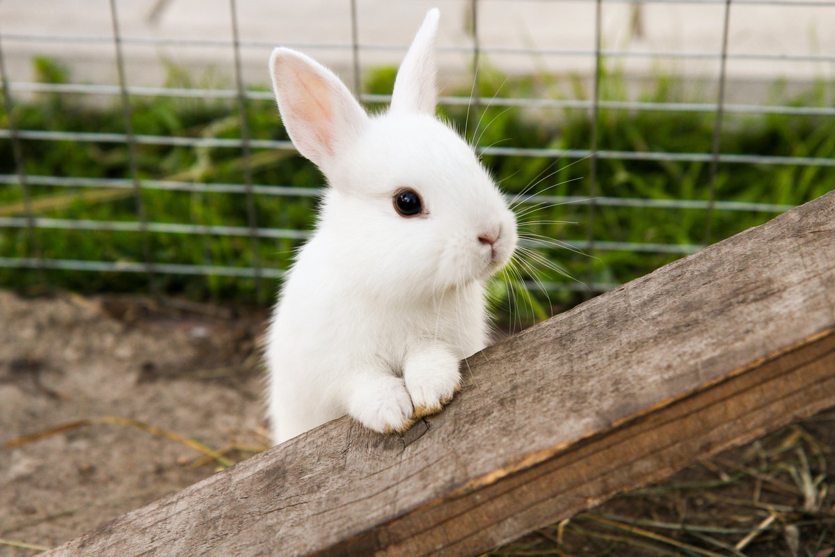 little rabbit on the farm