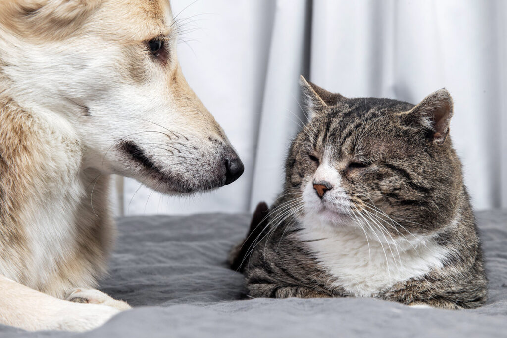 Calm mongrel dog looking at old striped cat resting on bed at home