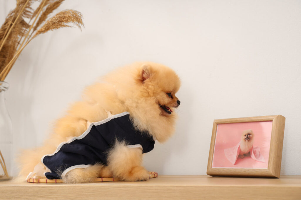 Cute Pomeranian dog in recovery suit after sterilization on shelf at home