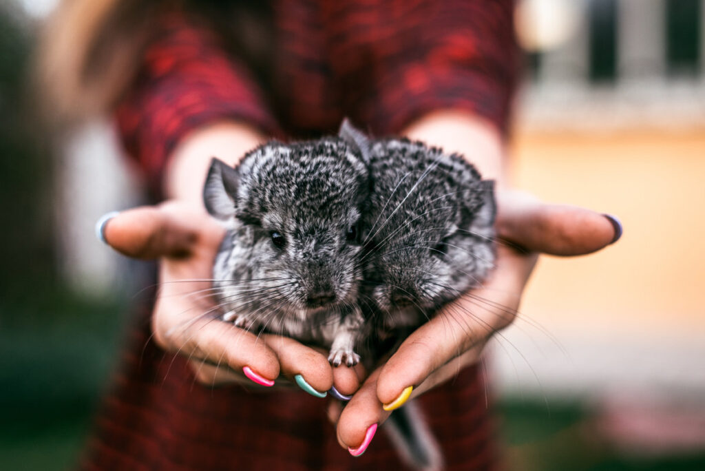 Chinchilla Baby Kids sitting on their hands. Two chinchillas