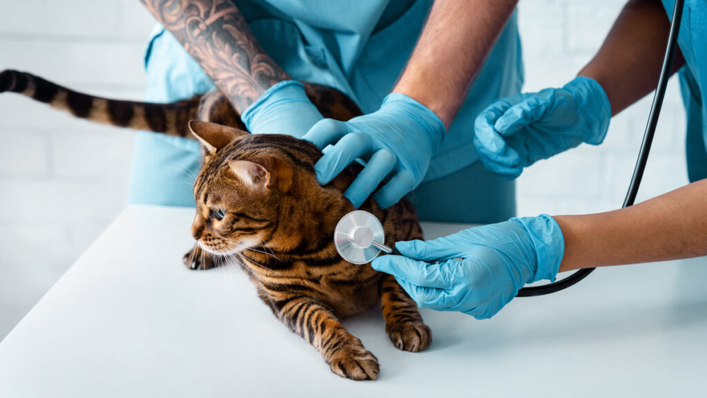 Cat cardiology concept. Vet doctor with nurse listening to their patient's heartbeat at animal hospital, close up