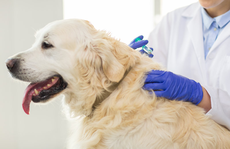 medicine, pet, animals, health care and people concept - close up of veterinarian doctor with syringe making vaccine injection to golden retriever dog at vet clinic