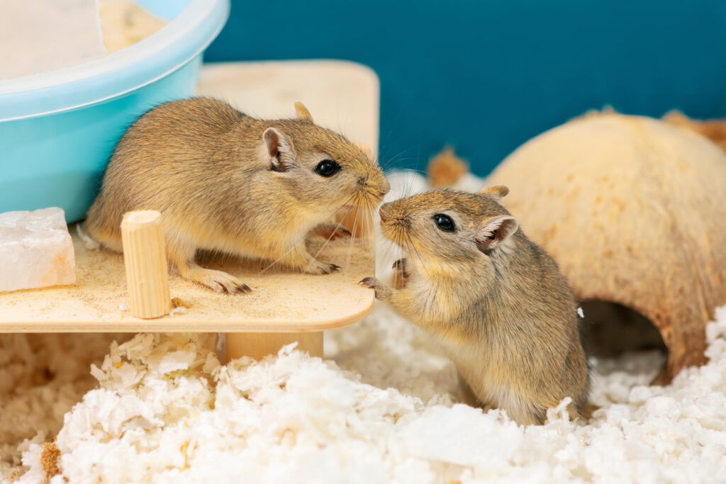 Two gerbils are face to face in rodent cage, side view