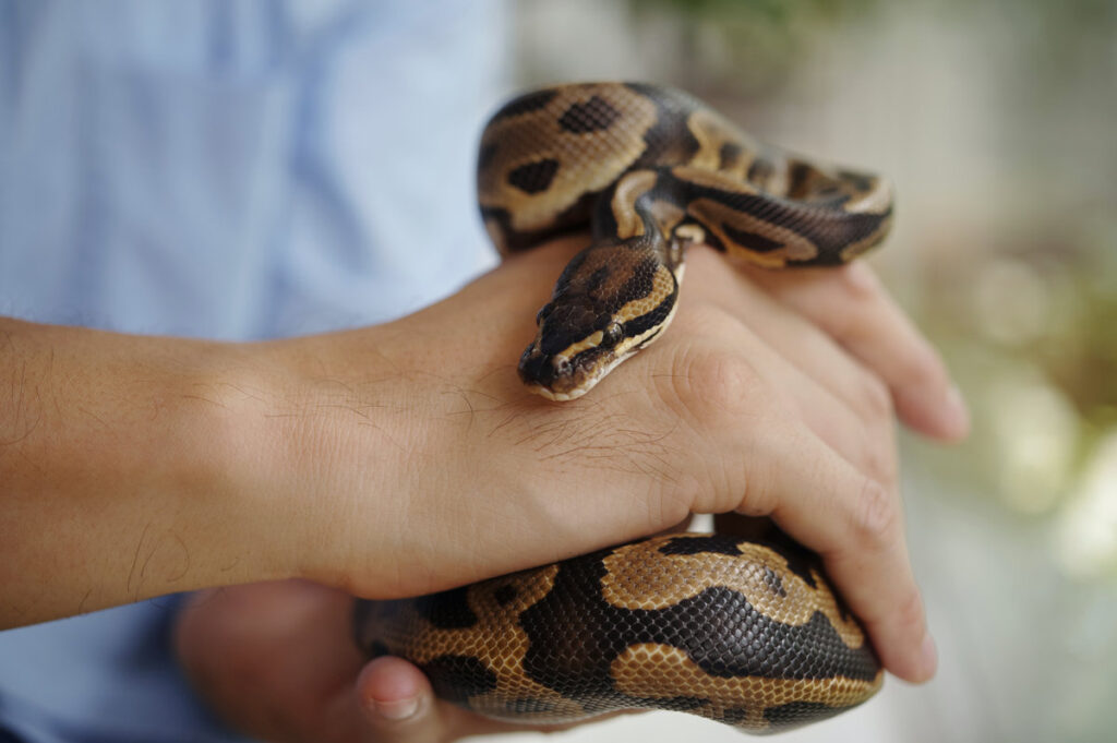 Man holding a python snake with careful grip. Snake's intricate pattern and scales are clearly visible in detailed close-up, with soft background adding depth