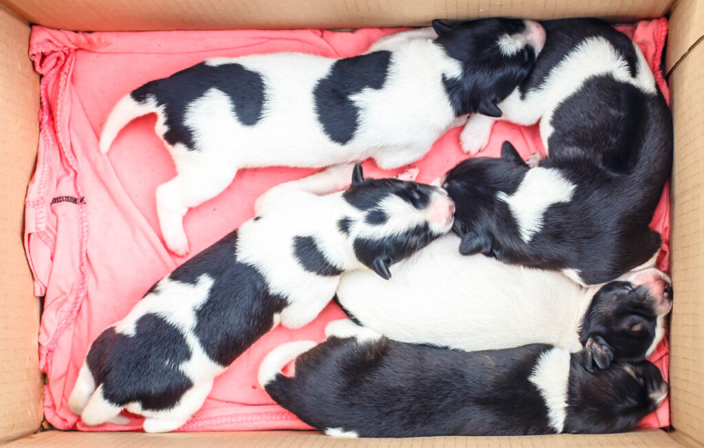 Newborn puppy sleeping in a cardboard box.