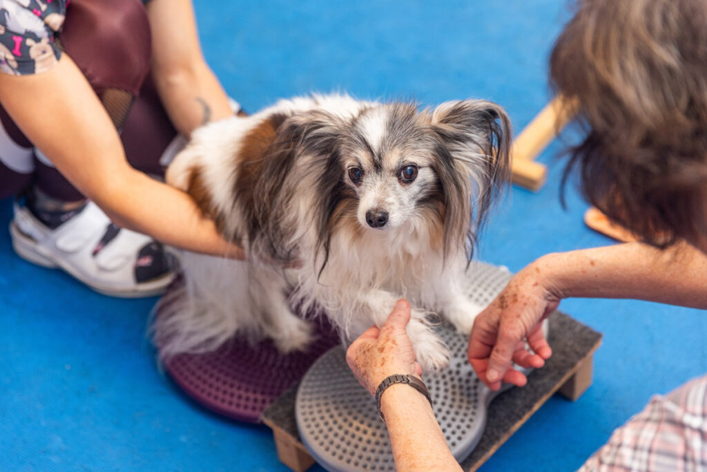 Veterinarians are helping a papillon dog perform exercises on a balance pad for rehabilitation