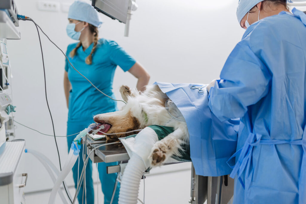 Two veterinary healthcare professionals, a vet doctor, and a technician during pet surgery in an operating room at a clinic.