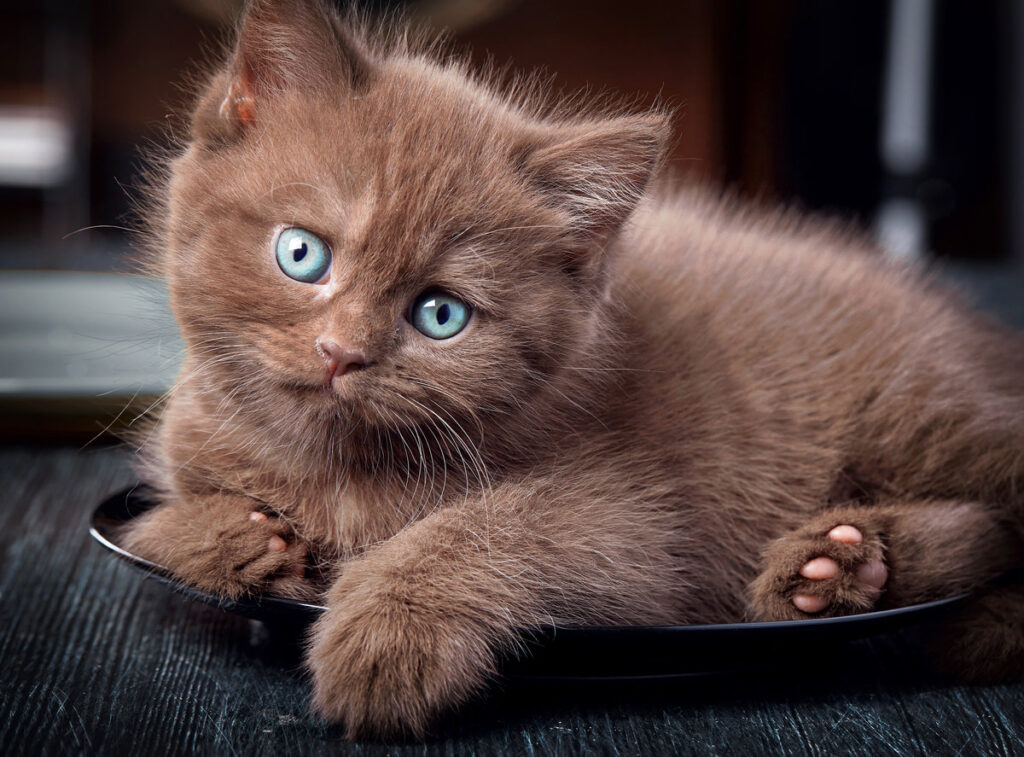 Brown hungry british kitten on black plate