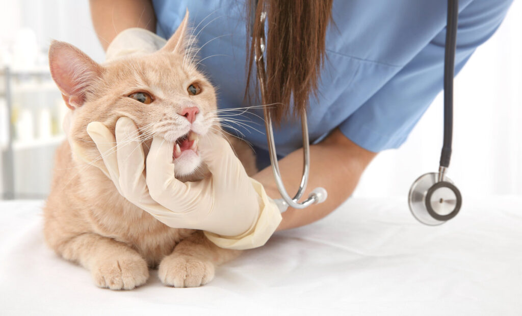 Veterinarian examining cat teeth in clinic