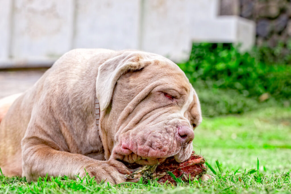 Neapolitan Mastiff Young Dog Lying On A Green Lawn Happily Chewing A Large Raw Bone Held Between Its Front Paws