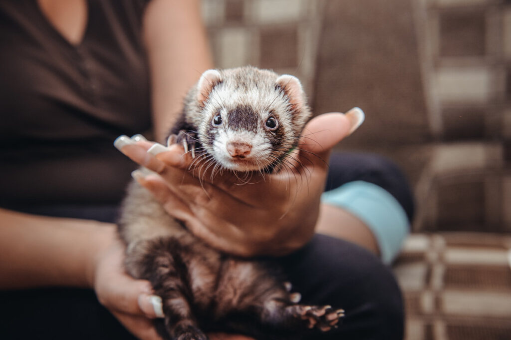 Close up Portrait of Ferret sitting on girl's hand and looking forward. Home pet consept. Selective focus