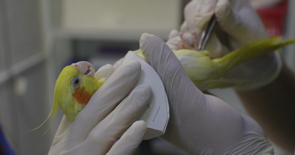 Gloved hands gently hold a small yellow-orange parrot while a veterinarian performs an examination, possibly trimming its nails or administering medication. Parrot being examined at a clinic..