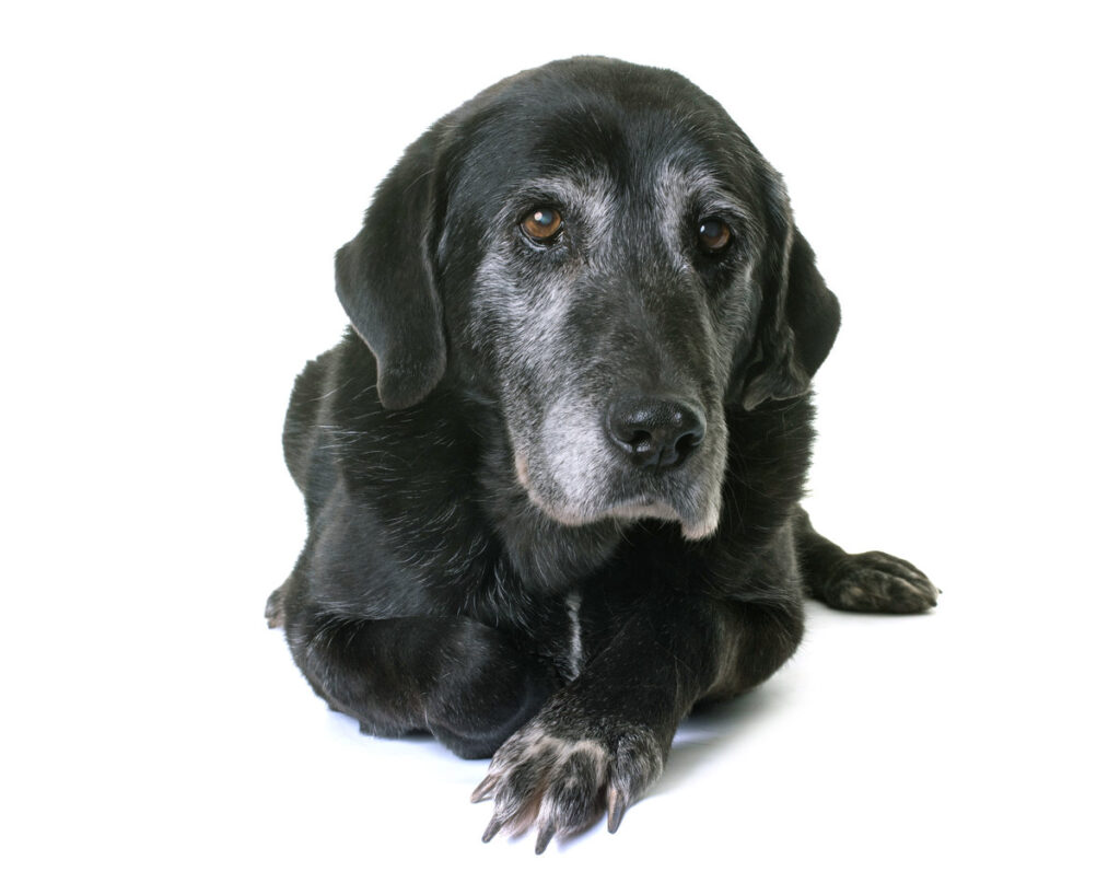 old labrador retriever in front of white background