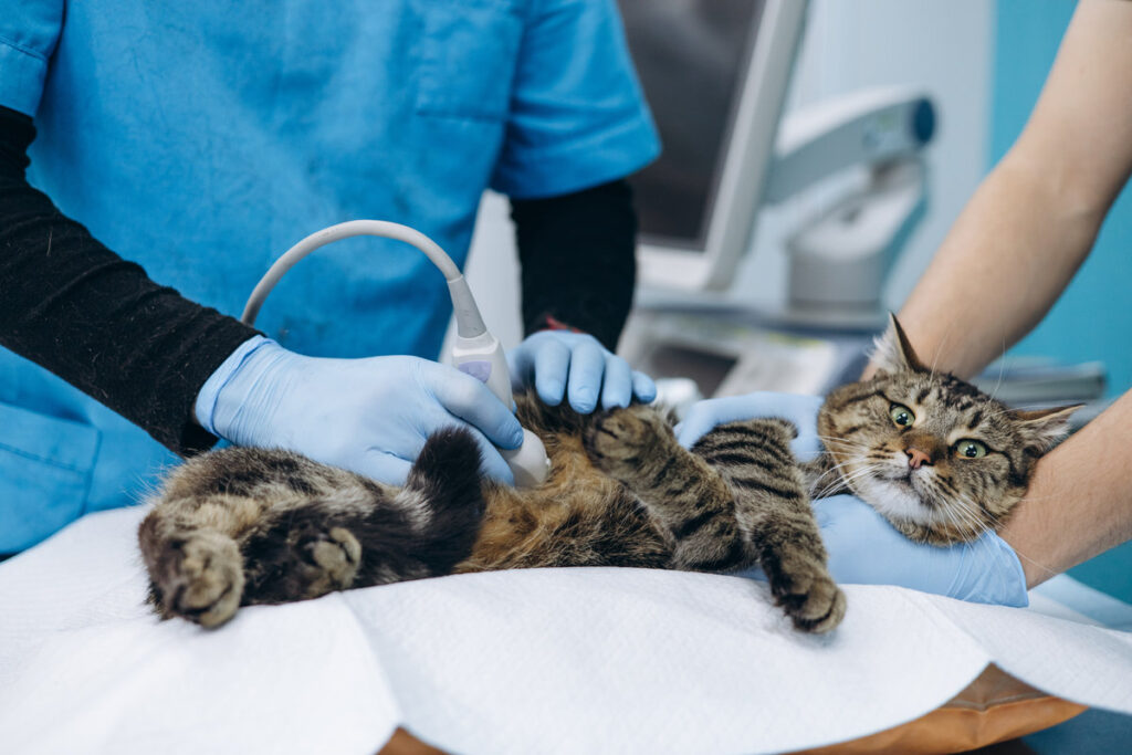 Veterinary diagnoses cat and making ultrasound at vet clinic