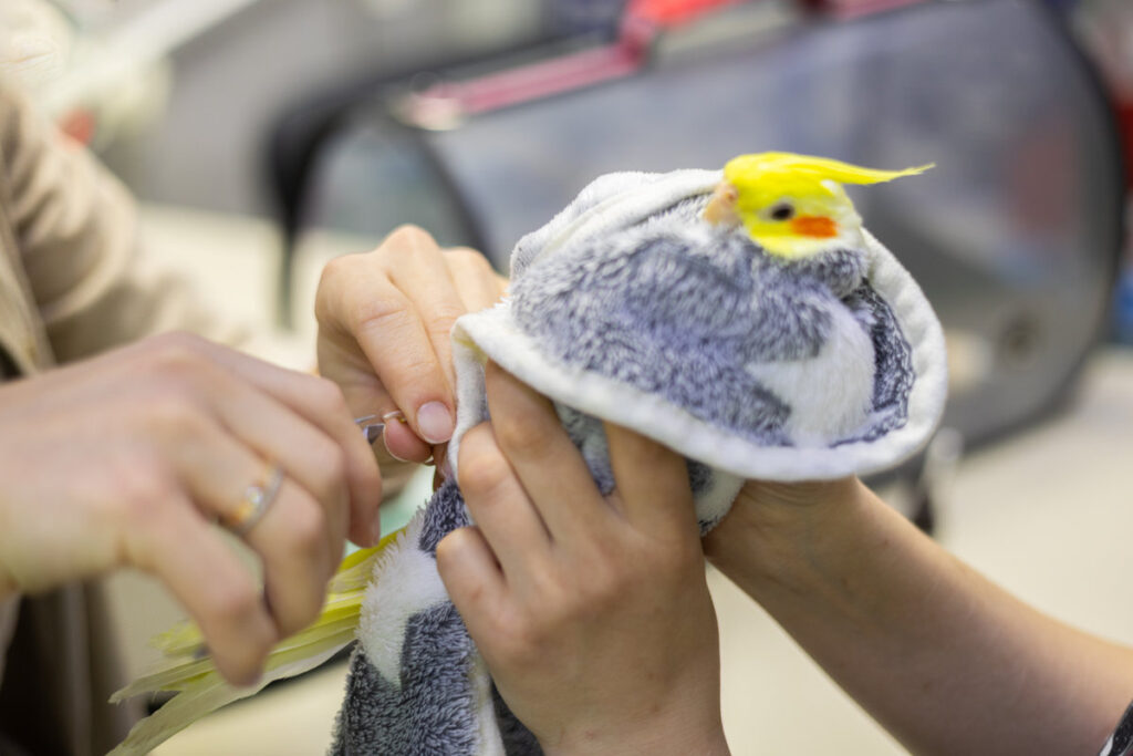 A veterinarian holds a cockatiel wrapped in a towel and carefully trims the bird's nails with special clippers, ensuring proper care and hygiene for the avian patient. Trimming a bird's nails..