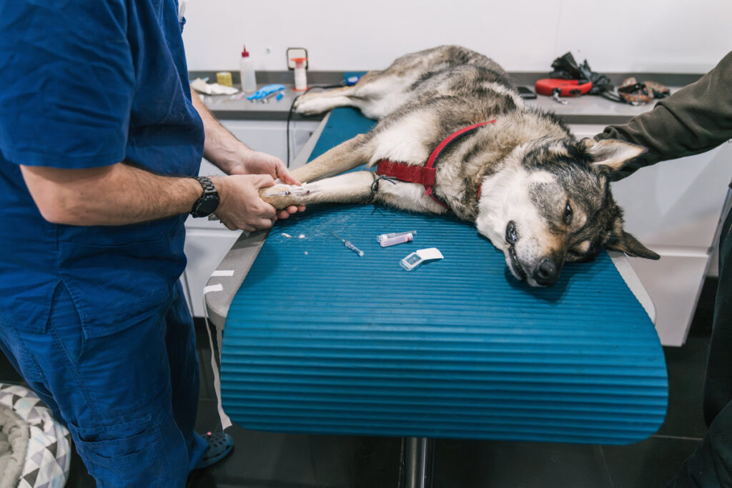 Veterinarian inserting an intravenous catheter into a dog's paw, providing medical care in a veterinary hospital setting
