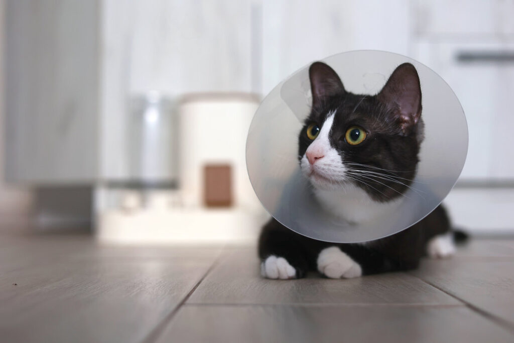 A black and white cat wearing a recovery cone relaxes on the floor, showcasing its distinct features.