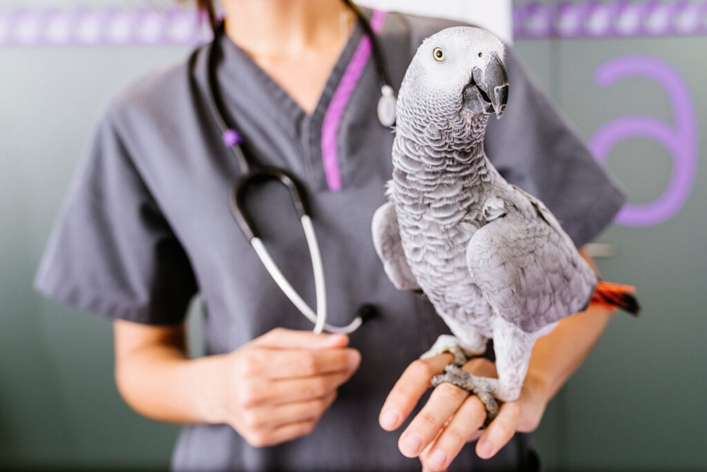 Veterinarian doctor is making a check up of a parrot. Veterinary Concept.
