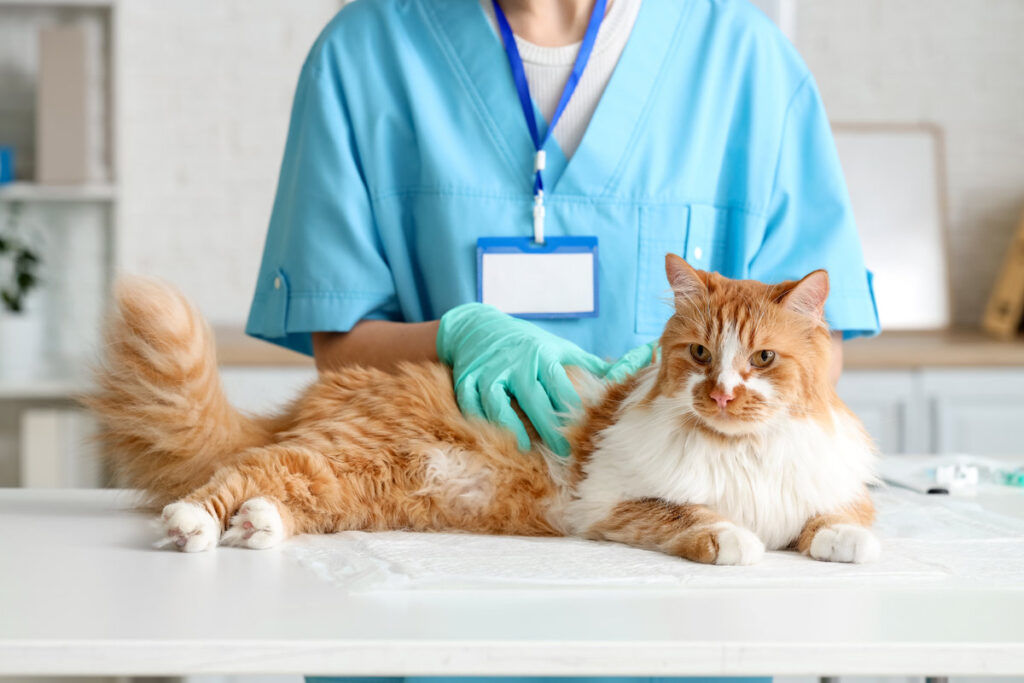 Veterinarian examining cat for ticks in vet clinic