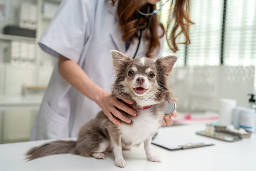 Close up of female veterinarian examine Chihuahua puppy in veterinary clinic.