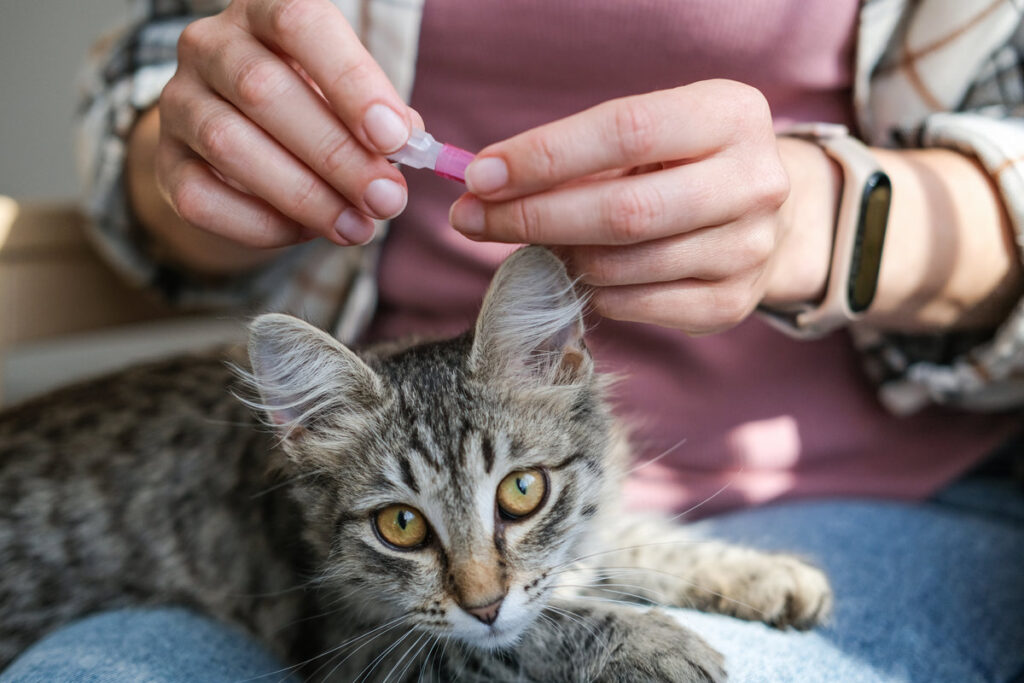 Close-up of person preparing to apply flea and tick repellent to tabby kitten who looks directly at camera, highlighting the trust and care between owner and pet