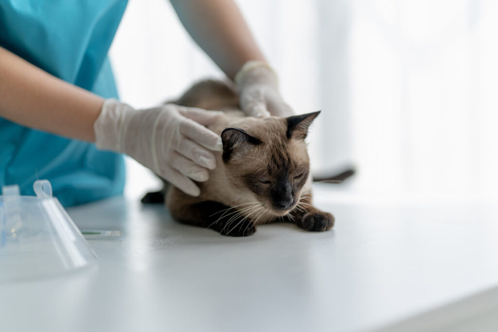 cat undergoes a health check by a veterinarian in a vet clinic