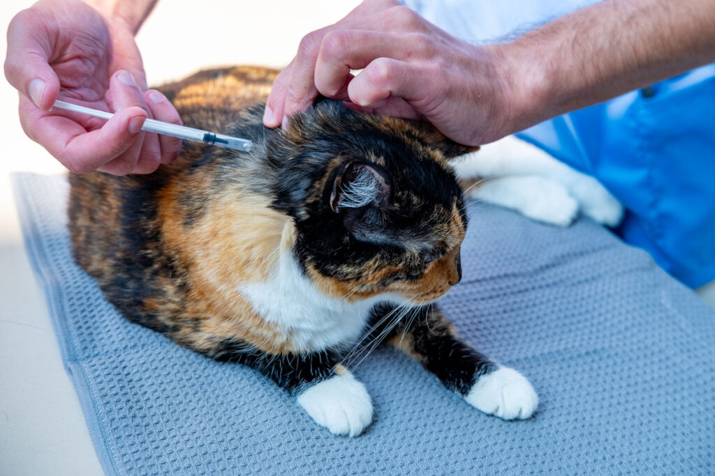 Veterinarian doctor treating domestic tricolor cat, giving injection and implanting microchip under scruff, professional pet care, health check-up, vaccination, identification, animal health control