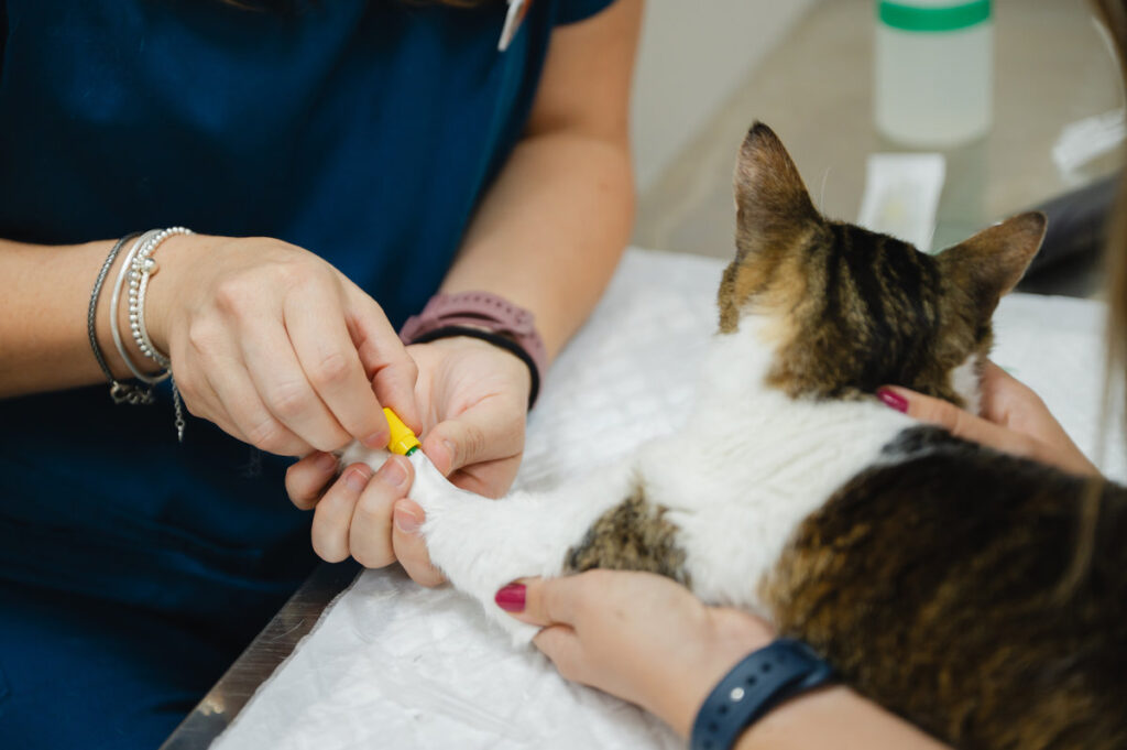 Veterinary professional inserting a cannula into a domestic cat's leg for medication or fluid administration during a clinic visit