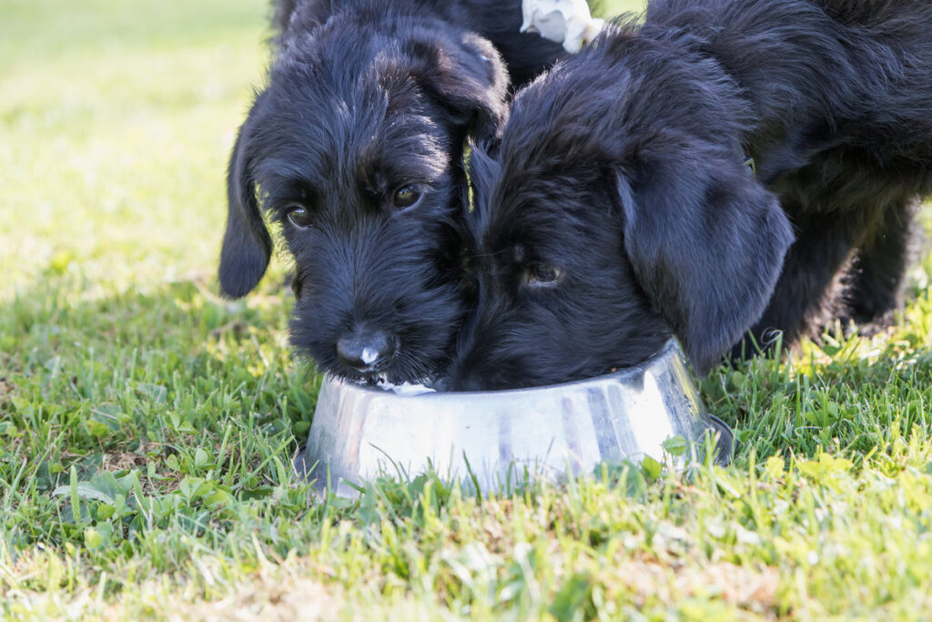 The pair of puppies of Giant Black Schnauzer dog are eaten dairy products from the bowl.