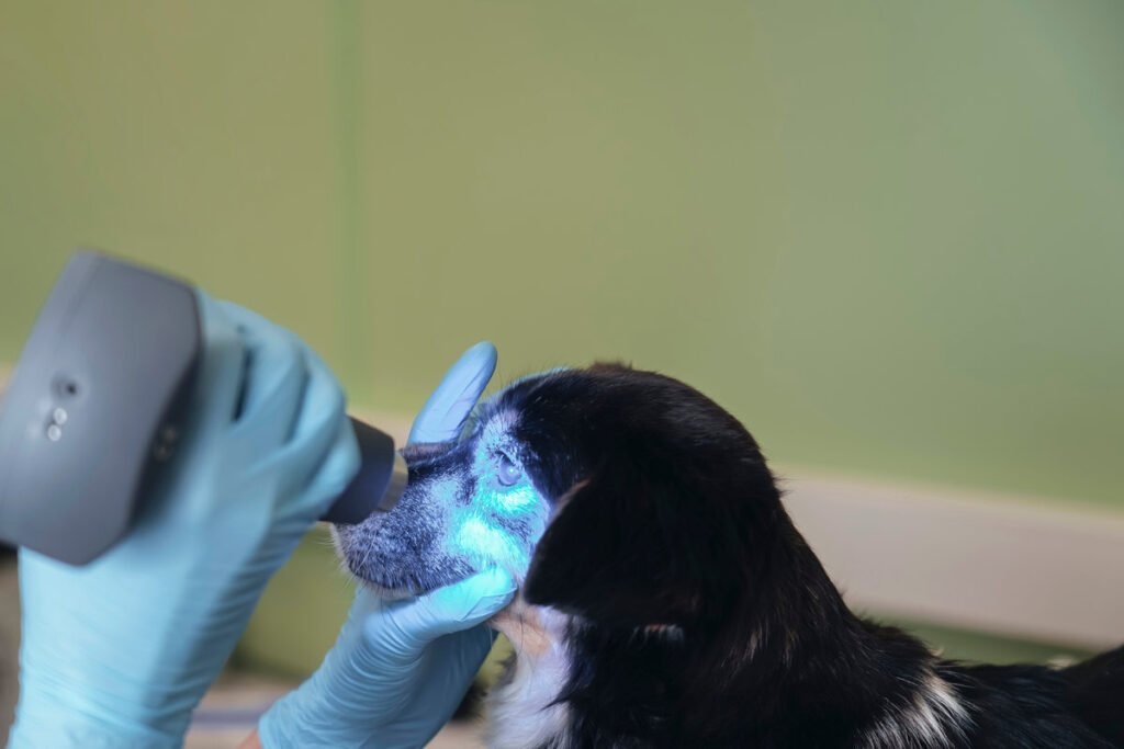 A puppy receives a thorough eye examination by a veterinarian using a tonometer. The doctor checks for eye pressure and other vision issues in the sterile clinic setting.