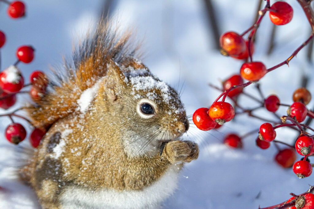 Red Squirrel