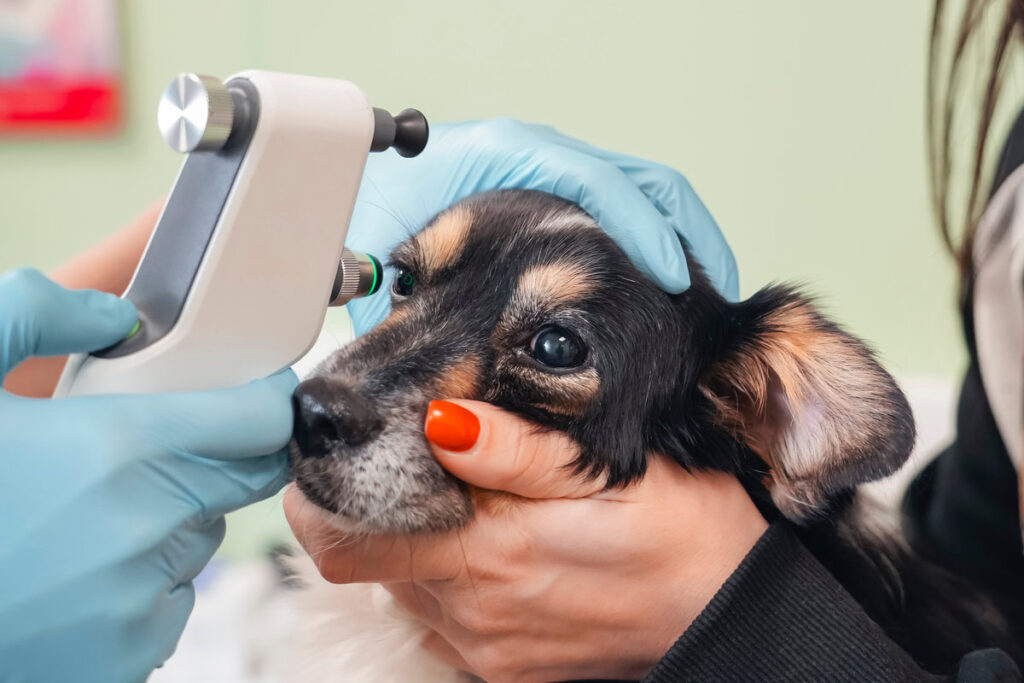 A veterinarian checks a puppy's eye pressure with a tonometer while being held by an owner. The exam takes place in a clean veterinary clinic focused on pet health.