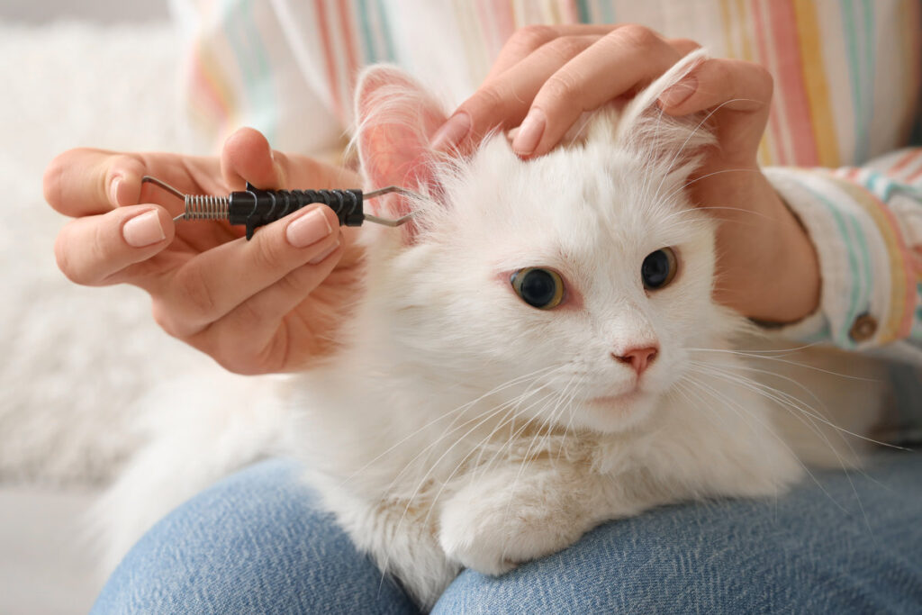 Young woman with tick extractor removing parasite from cat's ear at home, closeup