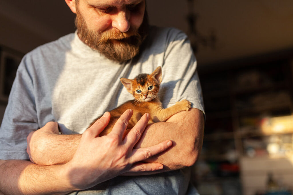 Bearded man cradling small kitten in his arms indoors, bathed in warm sunlight. Cozy lifestyle image of human-animal bond and gentle pet care, adoption, companionship, home comfort and wellness.