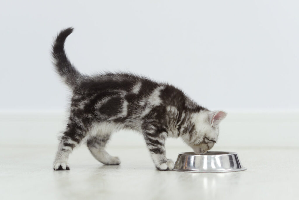 Tabby kitten eating cat food.