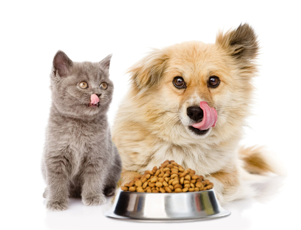 kitten and licking lips hungry dog sitting with a empty bowl. isolated on white background.