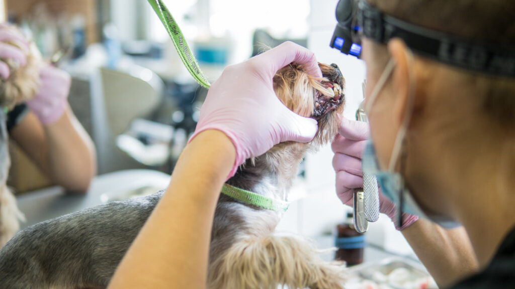 brushing teeth yorkshire terrier in dog clinic close-up
