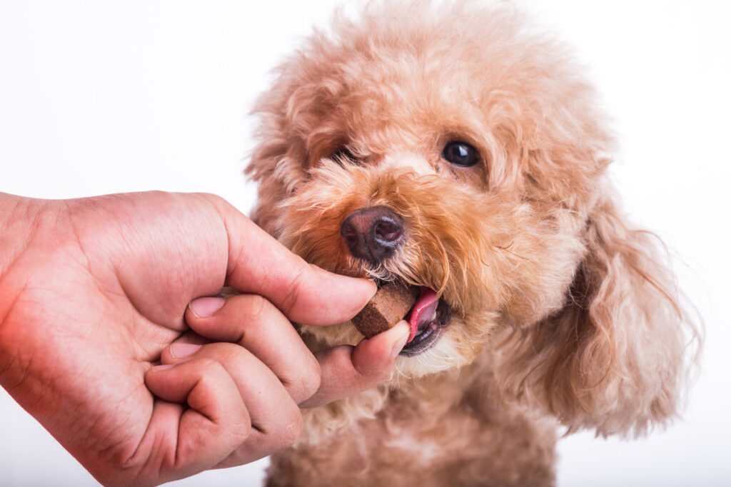 Closeup on hand feeding pet dog with chewable to protect and treat from heartworm disease, on white background