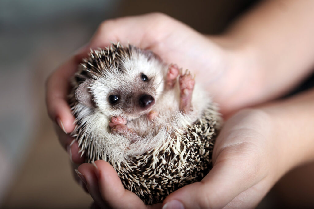 Cute african hedgehog on baby palms