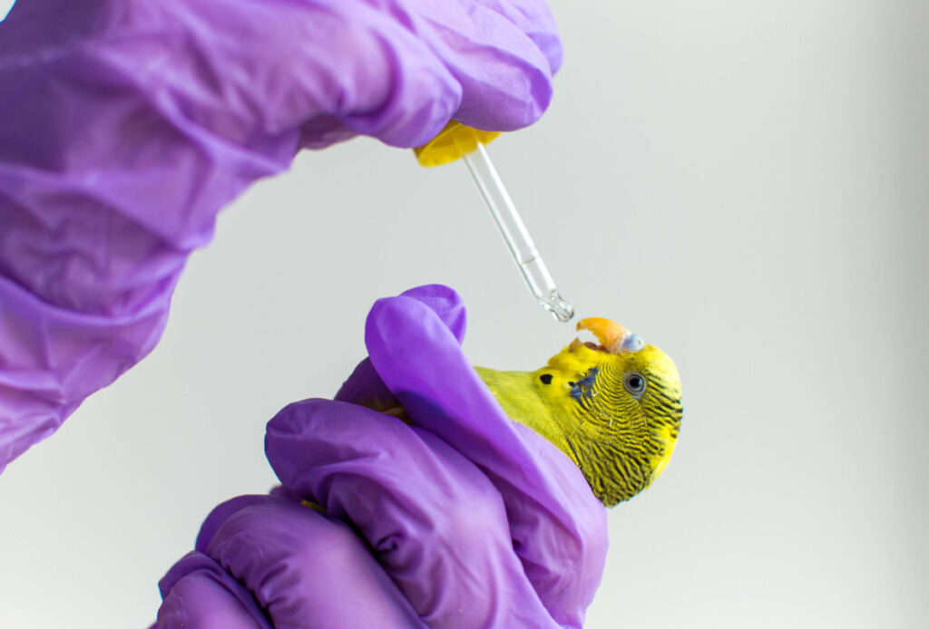 Giving medicine to an exotic parrot bird by a vet medicine. Veterinary medicine. Medicine through a pipette for a bird