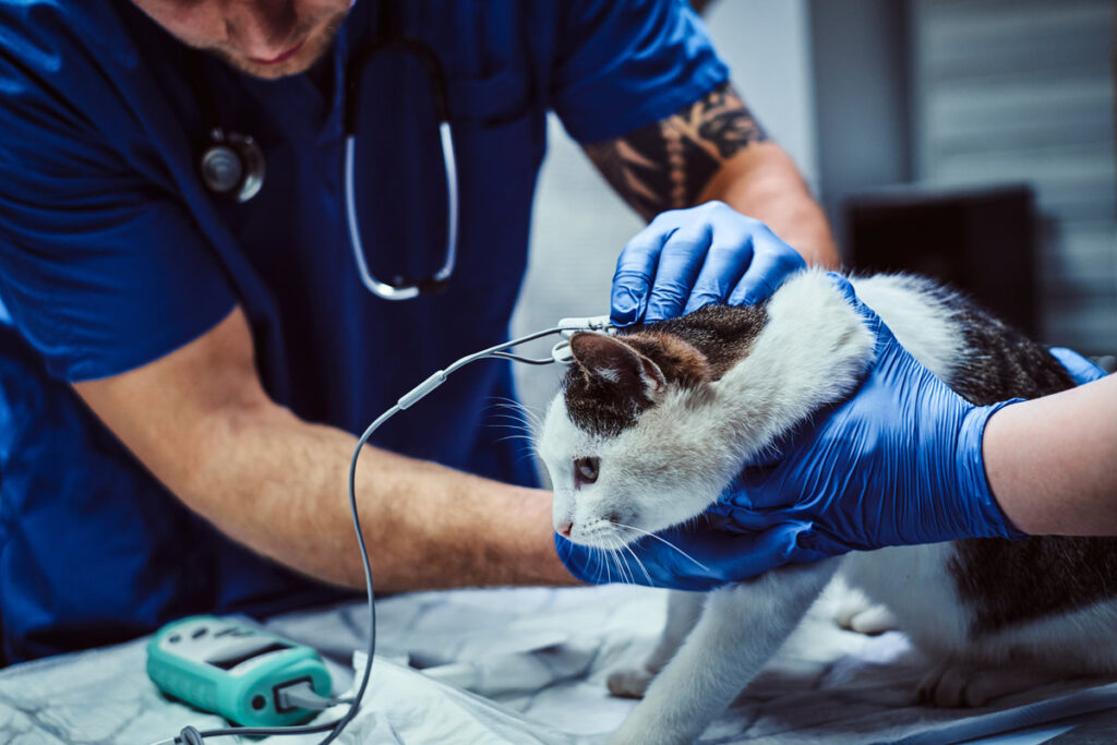 Cat on a medical examination at a veterinary clinic, measuring the blood pressure