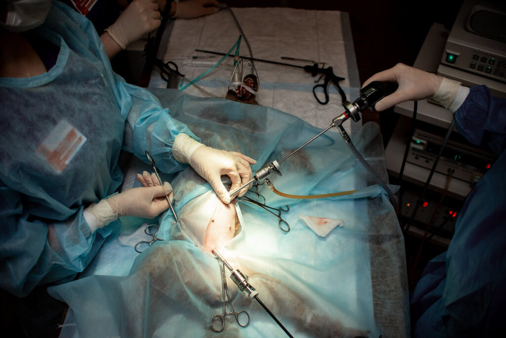 Dog under anesthesia on the surgical table. Operation to sterilize the animal in the operation. Veterinary clinic