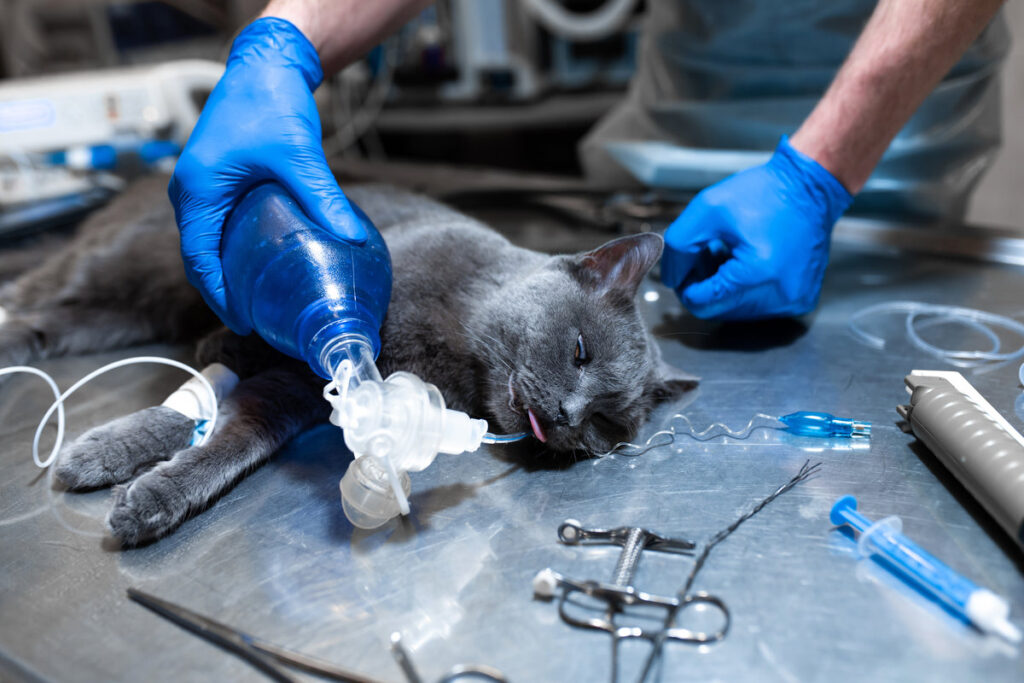 cat under general anesthesia on the operating table. Pet surgery.