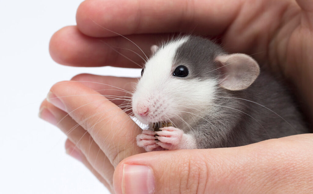 cute little rat in hand