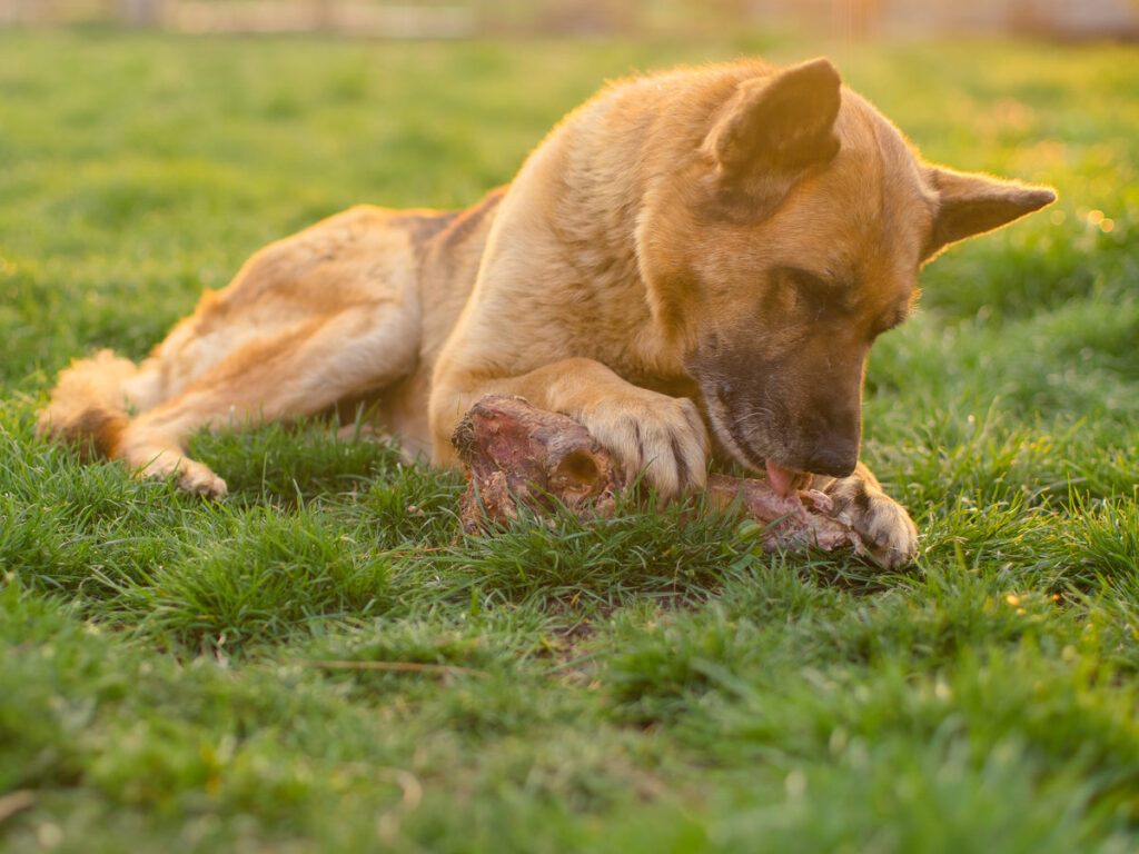 German shepherd dog eating a huge bone lying on a spring lawn at sunset
